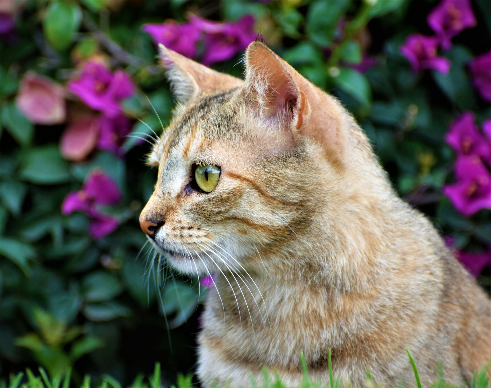 Nikon D3300 sample photo. Cat, nature, outdoors photography