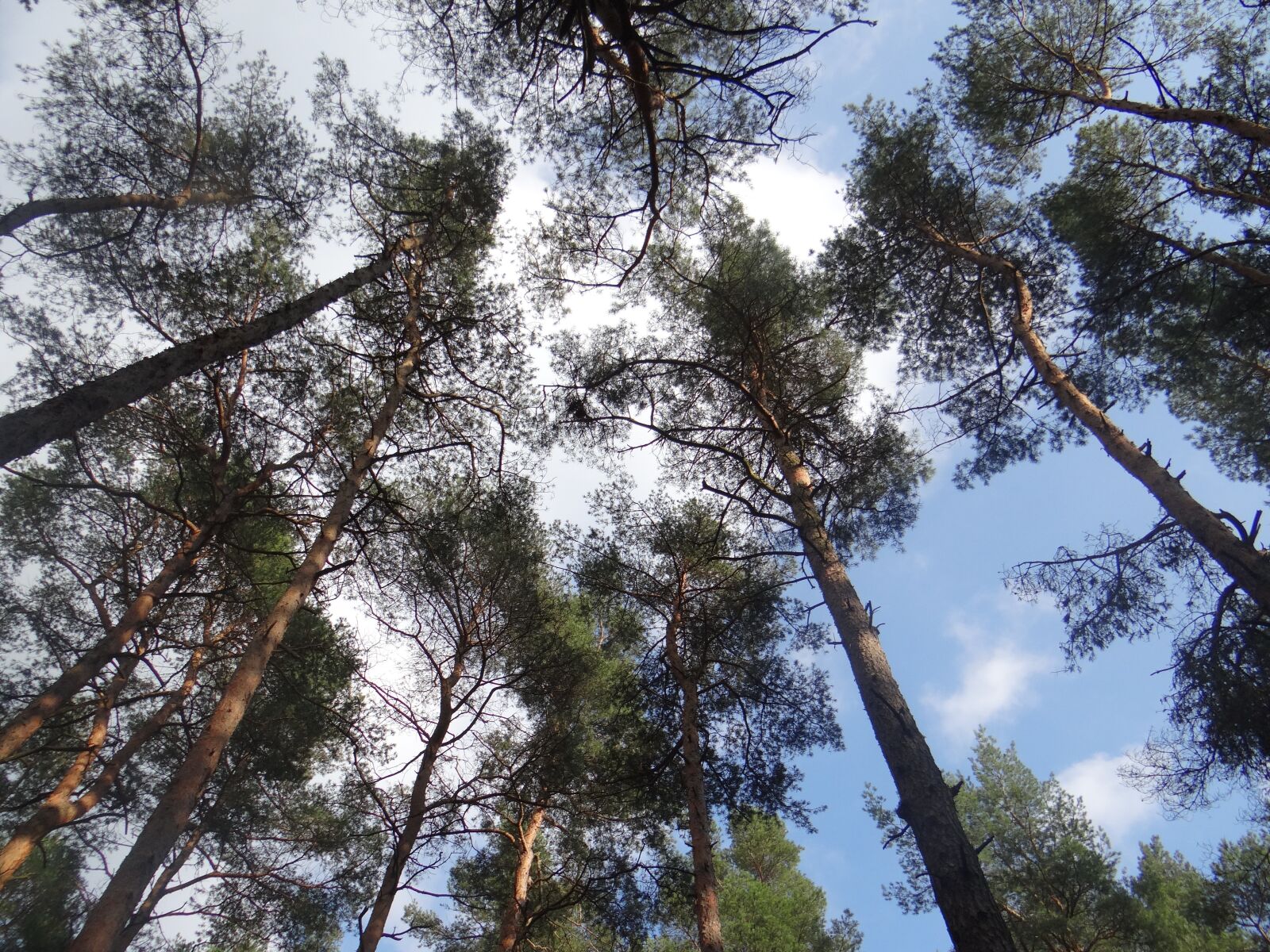 Sony DSC-HX200V sample photo. Forest, tree, nature photography