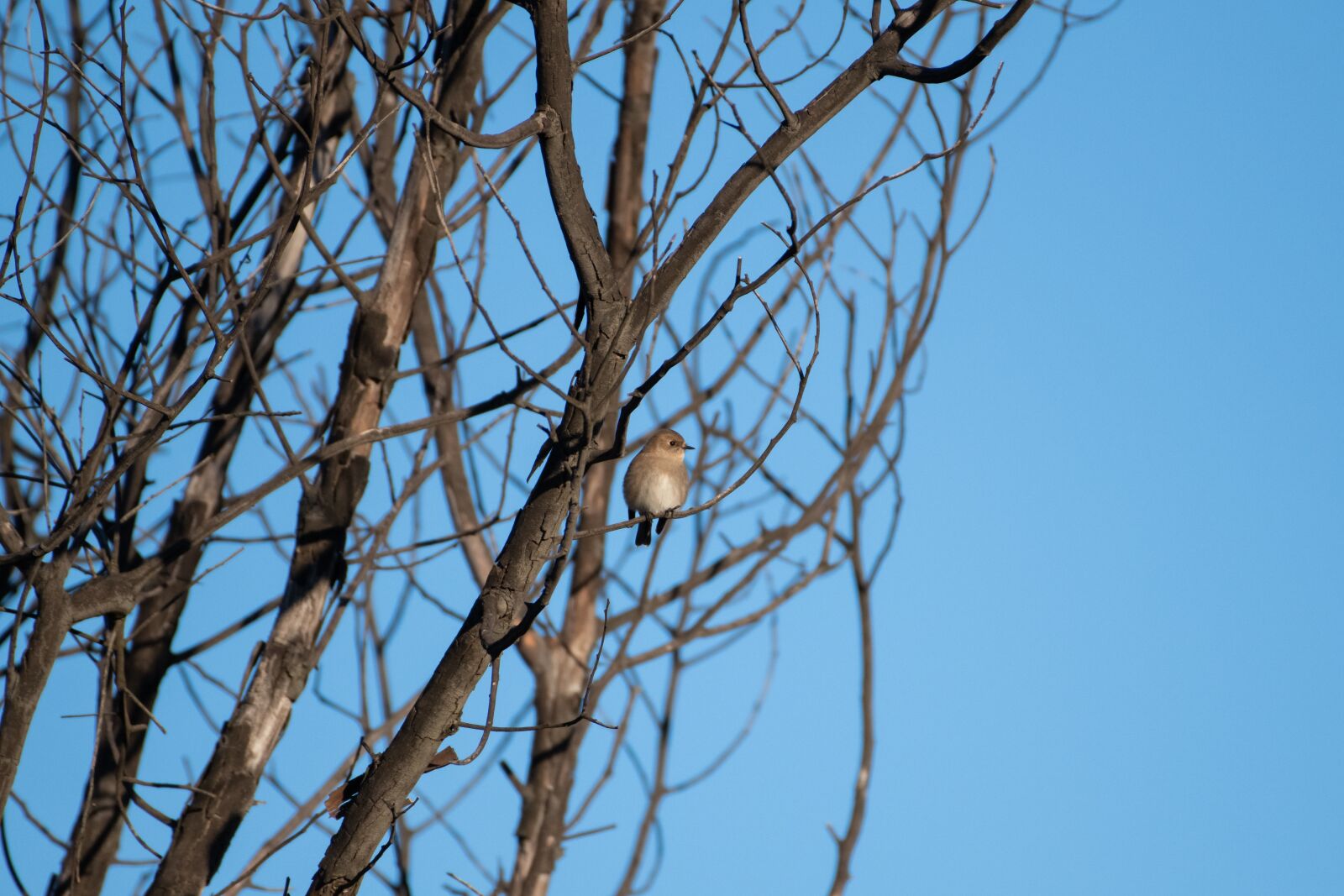 Nikon D850 sample photo. Jacky winter, bird, avian photography