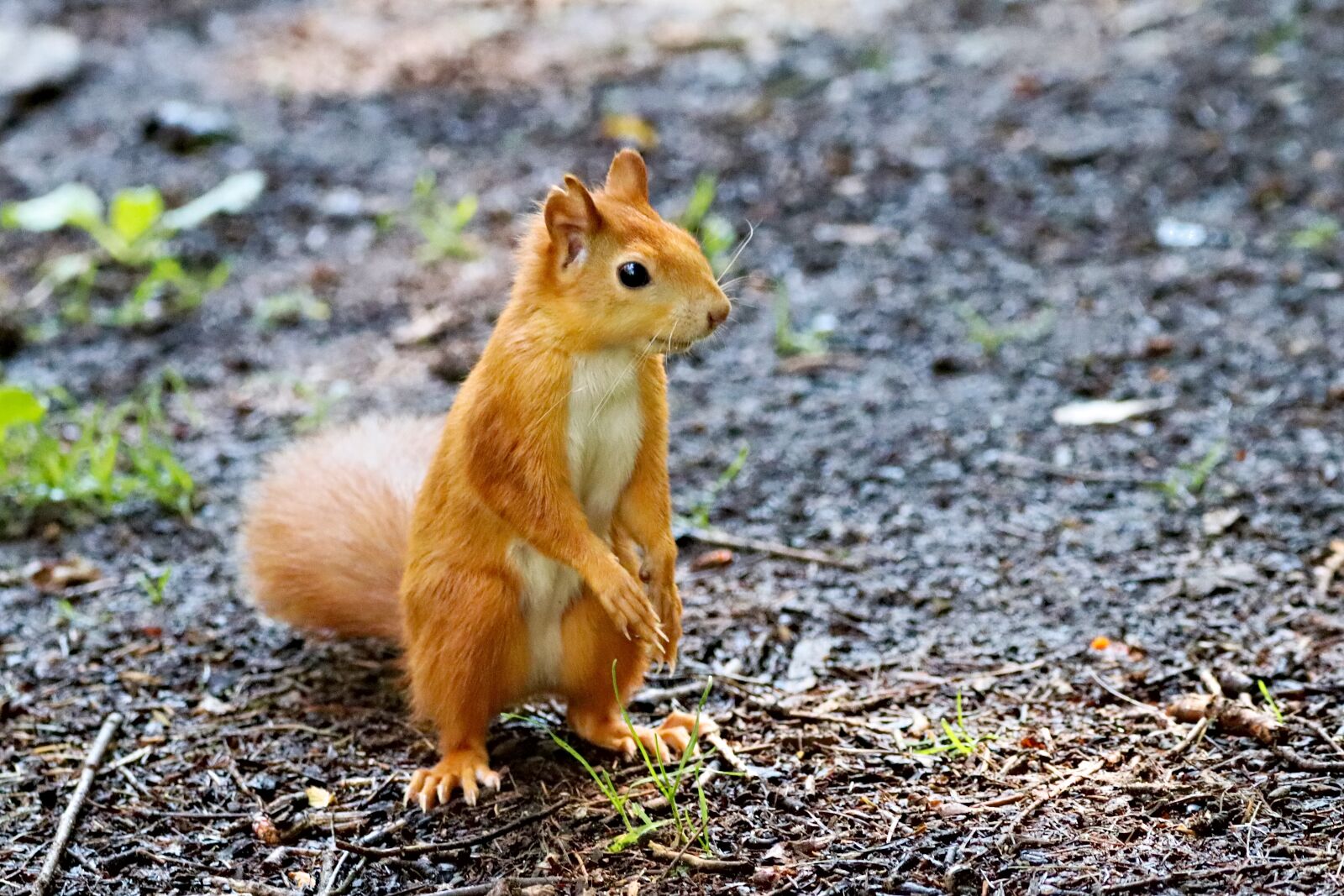 150-600mm F5-6.3 DG OS HSM | Contemporary 015 sample photo. The squirrel, standing, rodent photography