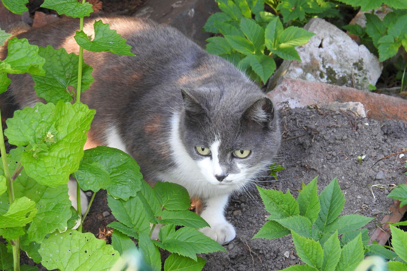 Nikon Coolpix P900 sample photo. Cat, pet, domestic cat photography
