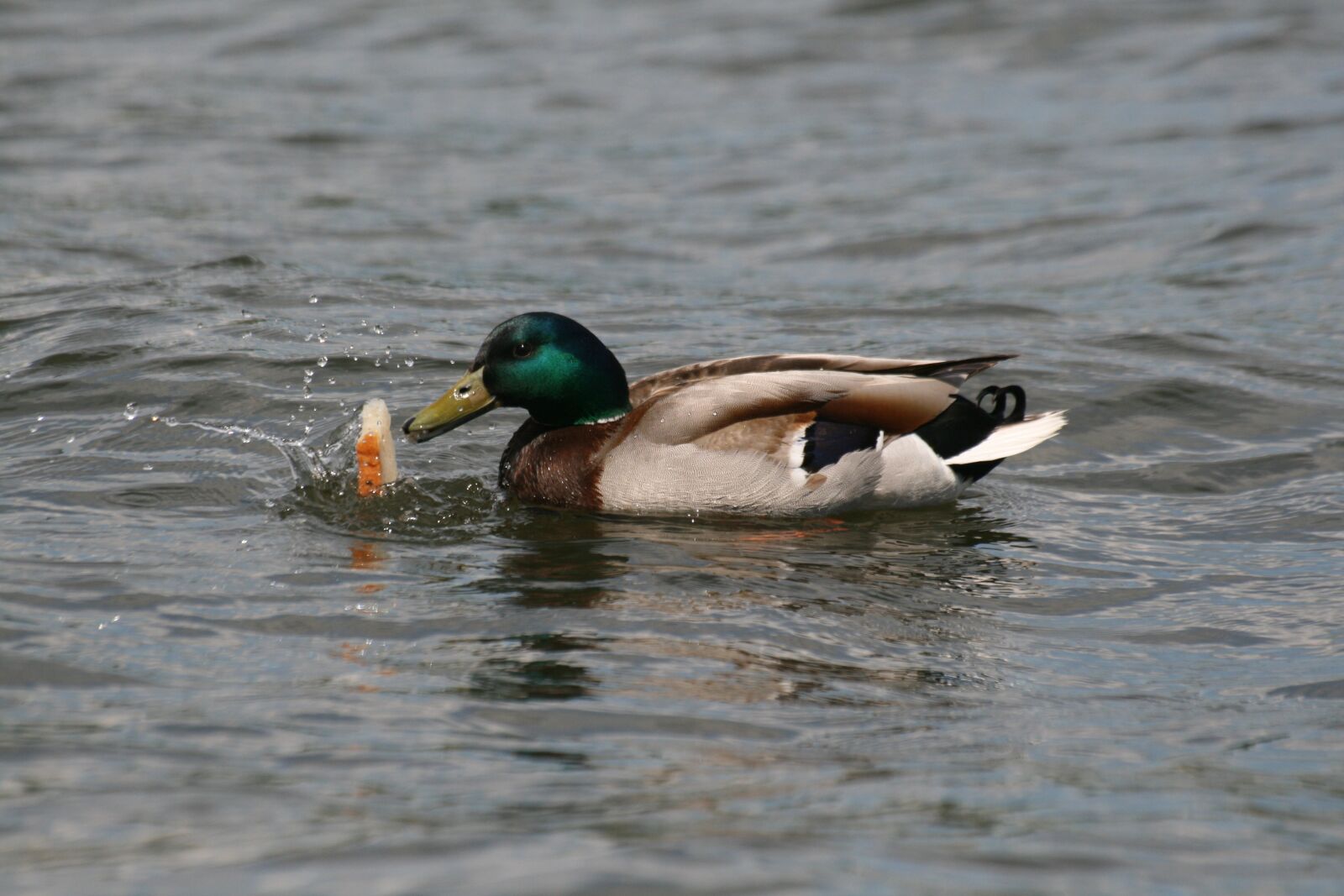Canon EOS 400D (EOS Digital Rebel XTi / EOS Kiss Digital X) sample photo. Nature, duck, water photography
