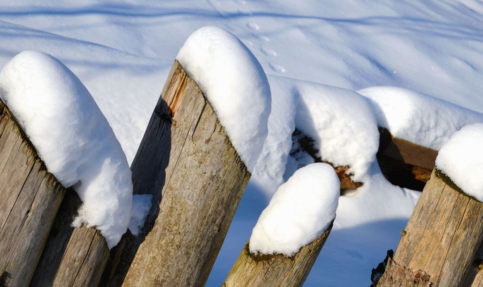 Nikon D5100 sample photo. Snow, winter, tree, cold photography