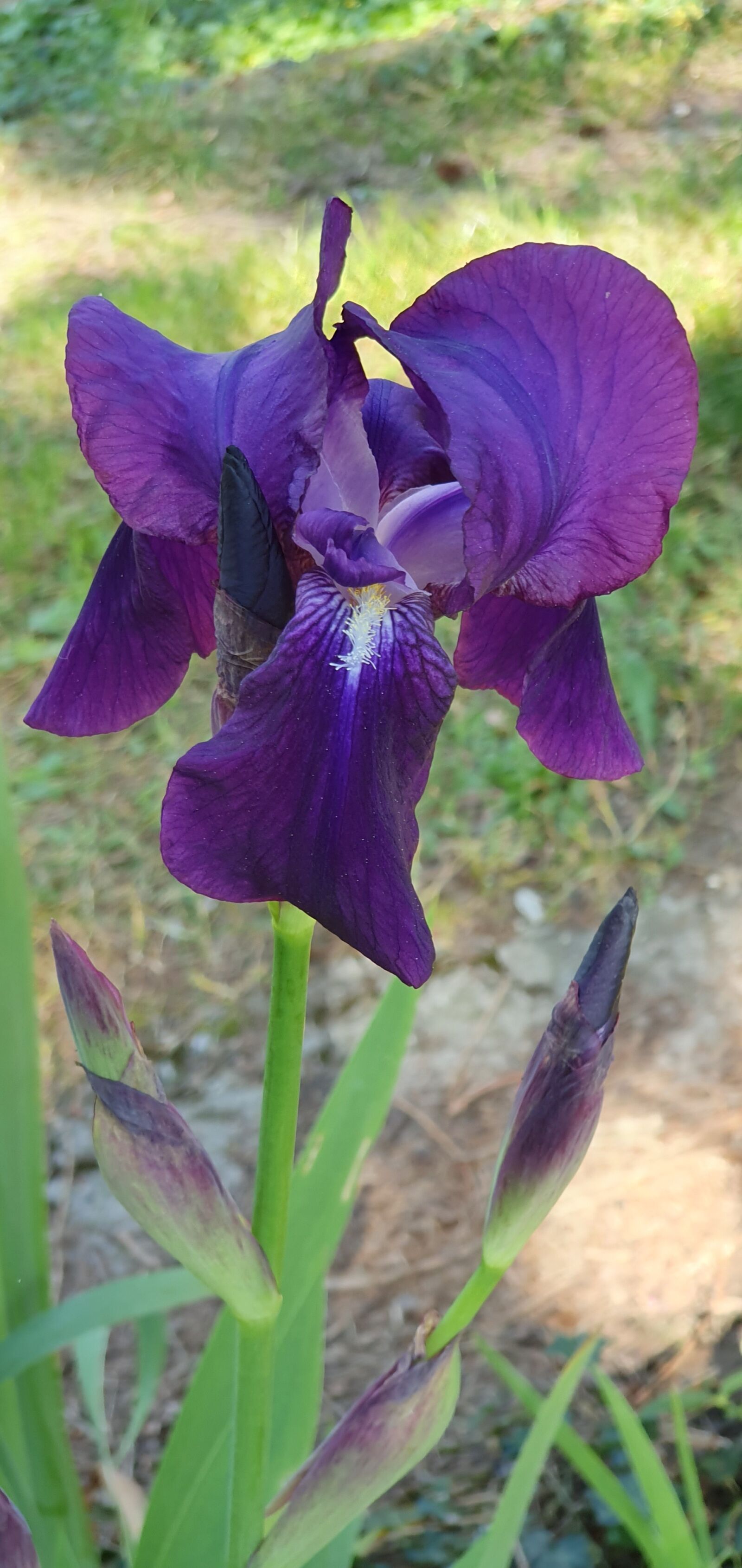 Samsung Galaxy S10 sample photo. Iris, flower, spring photography