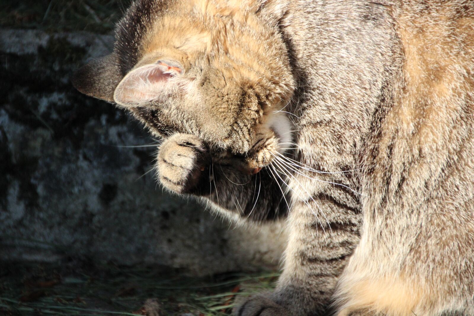 Canon EOS 600D (Rebel EOS T3i / EOS Kiss X5) sample photo. Cat, funny, pet photography