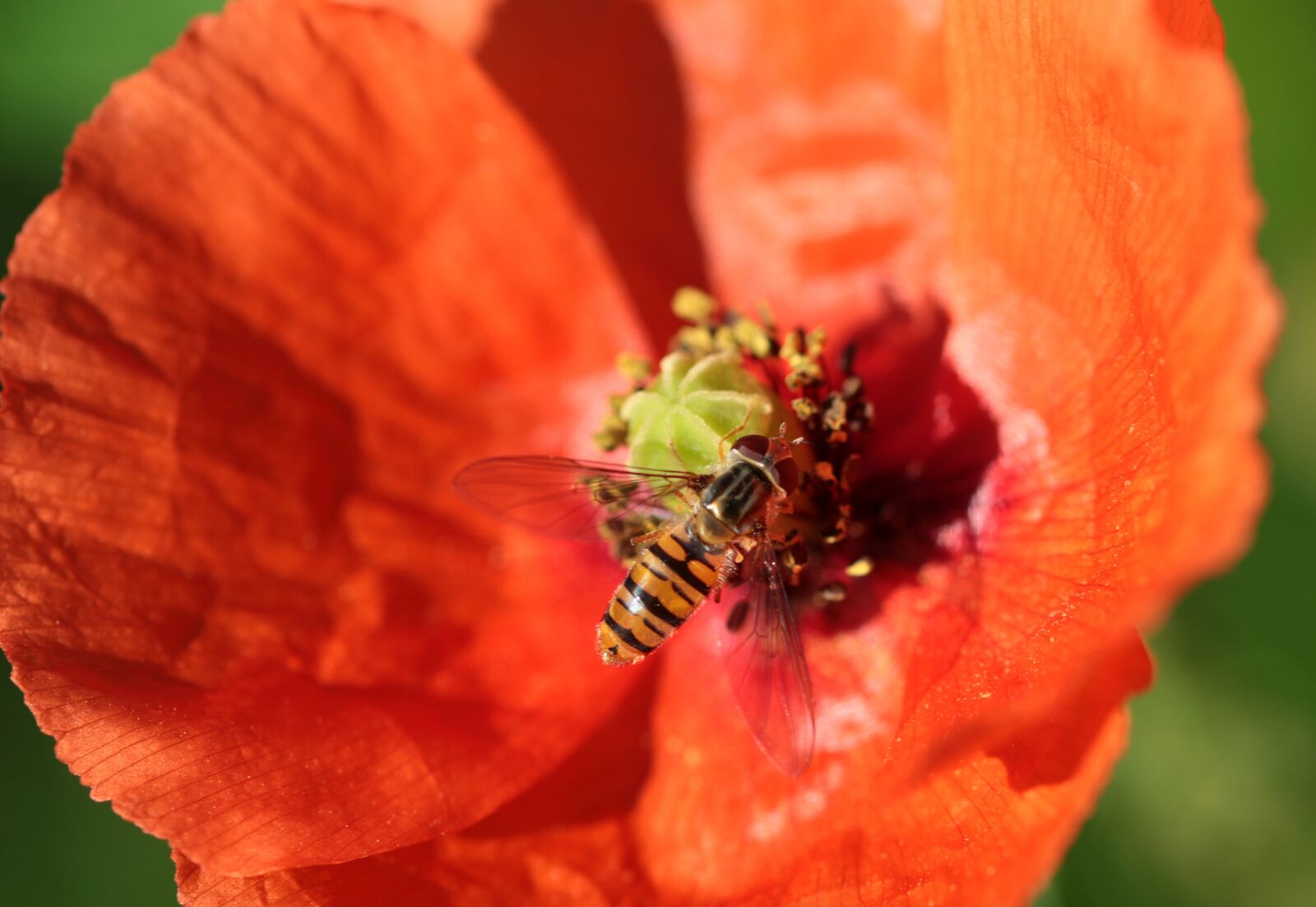 Canon EOS 650D (EOS Rebel T4i / EOS Kiss X6i) sample photo. Poppy, klatschmohn, poppy flower photography