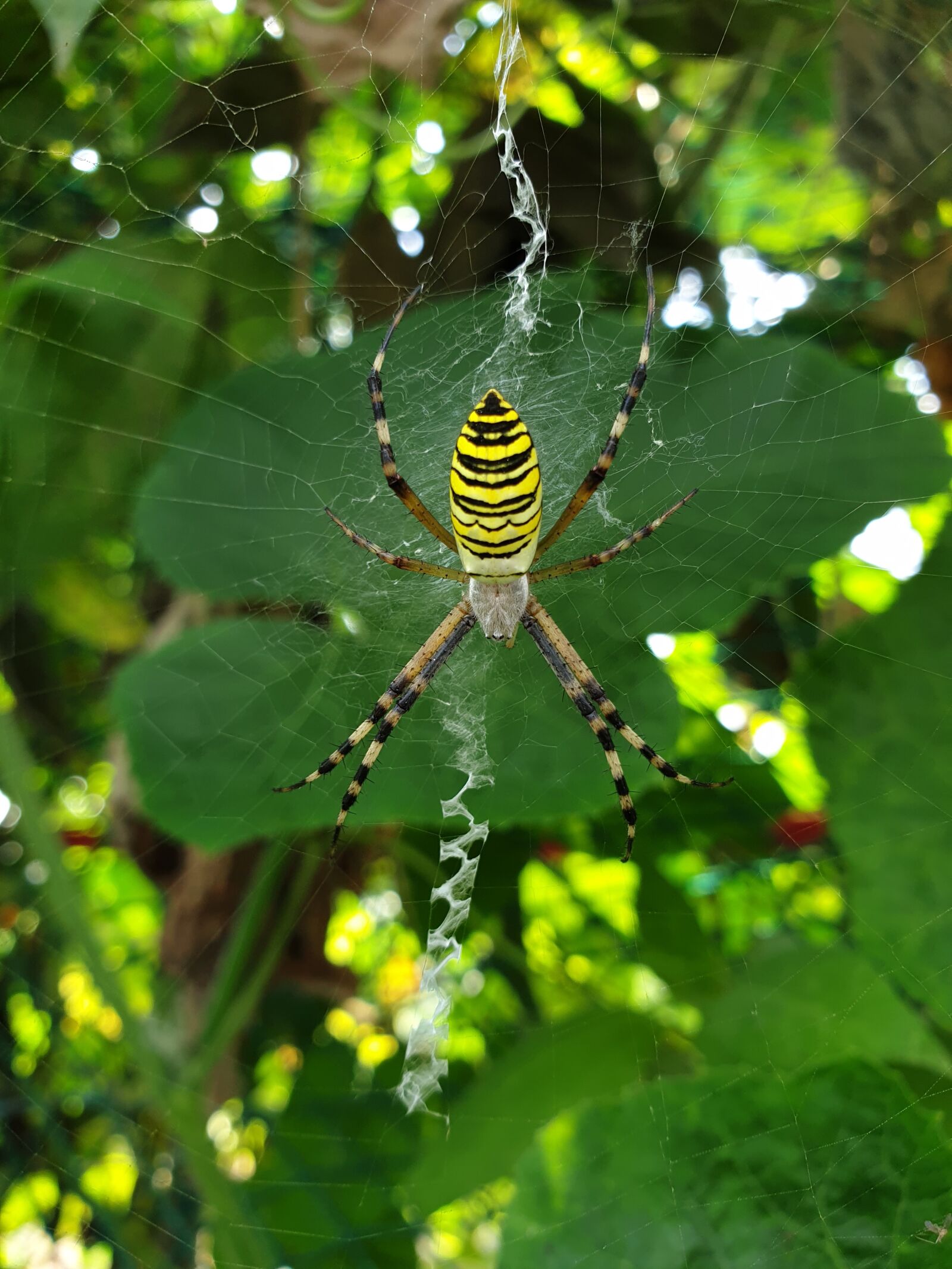 Samsung Galaxy Note9 sample photo. Insects, spider, nature photography