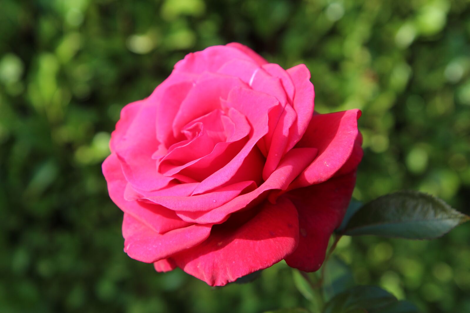 Canon EOS 600D (Rebel EOS T3i / EOS Kiss X5) sample photo. Red rose, pink, rosebush photography