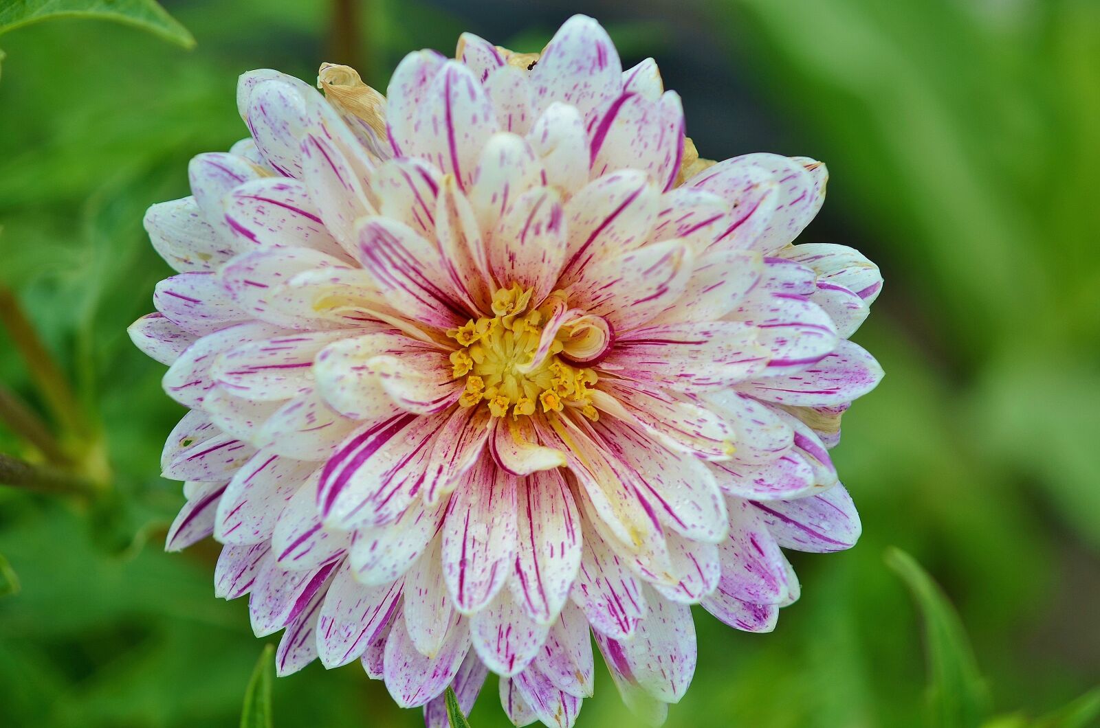 Nikon D7000 sample photo. Flower, natur, spring photography
