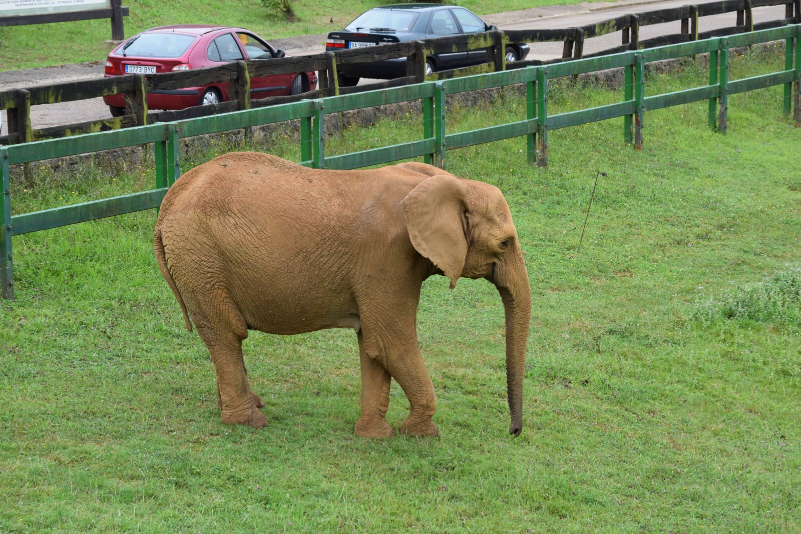 Nikon D5300 sample photo. Animals, elephant, zoo photography
