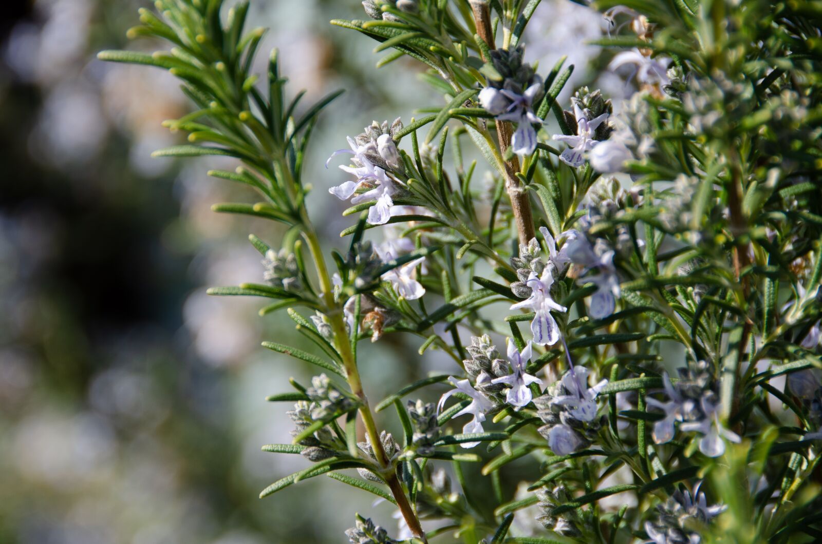 Nikon D7000 sample photo. Rosemary, rosmarinus, blossom photography