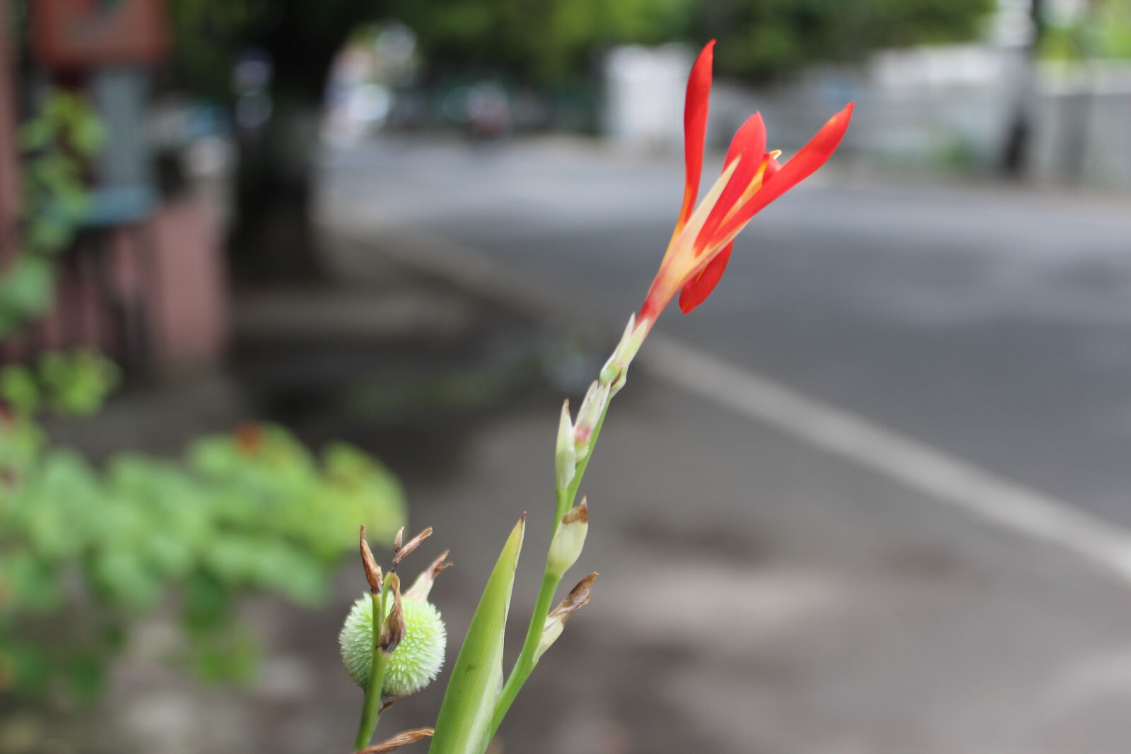 Canon EOS 1200D (EOS Rebel T5 / EOS Kiss X70 / EOS Hi) sample photo. Cwp, flower, indonesia, macro photography