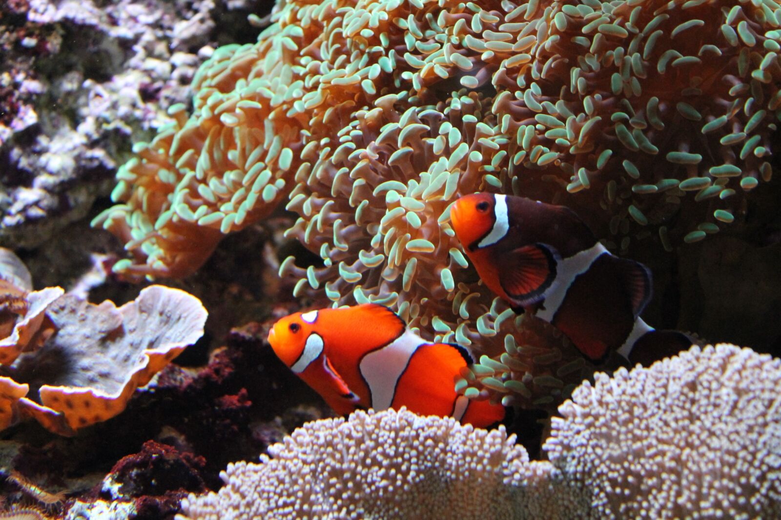 Canon EOS 1100D (EOS Rebel T3 / EOS Kiss X50) sample photo. Fish, or, aquarium photography