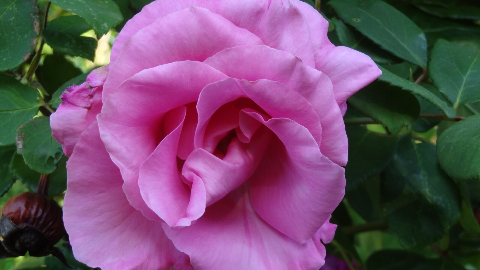 Sony Cyber-shot DSC-HX9V sample photo. Pink, flower, plant photography