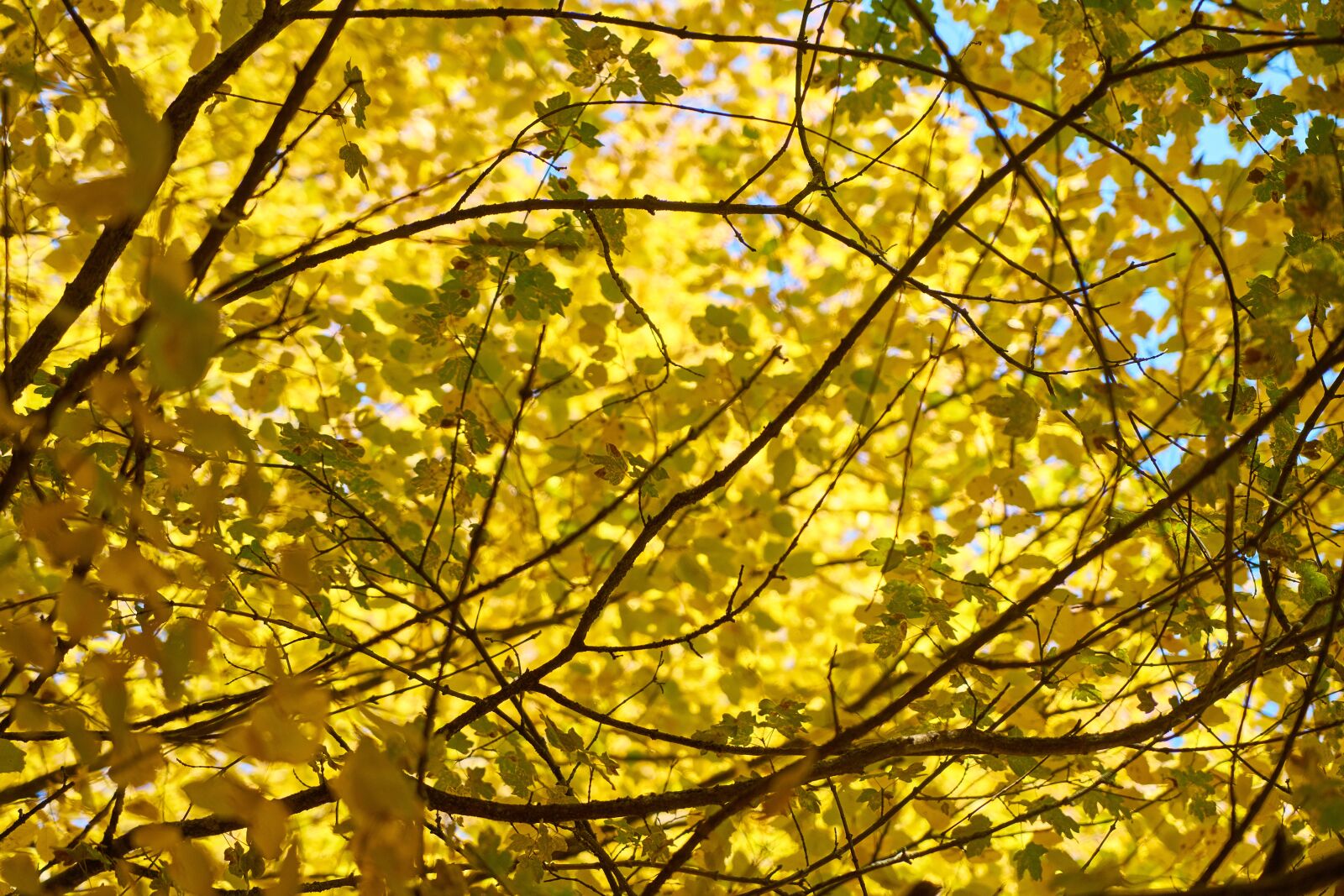 Sony a7R II sample photo. Autumn, the leaves are photography