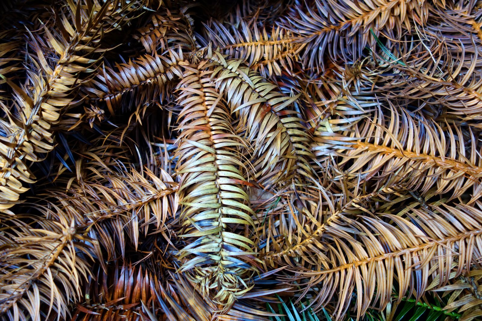 Sony Cyber-shot DSC-RX100 sample photo. Conifer, pine, branch photography