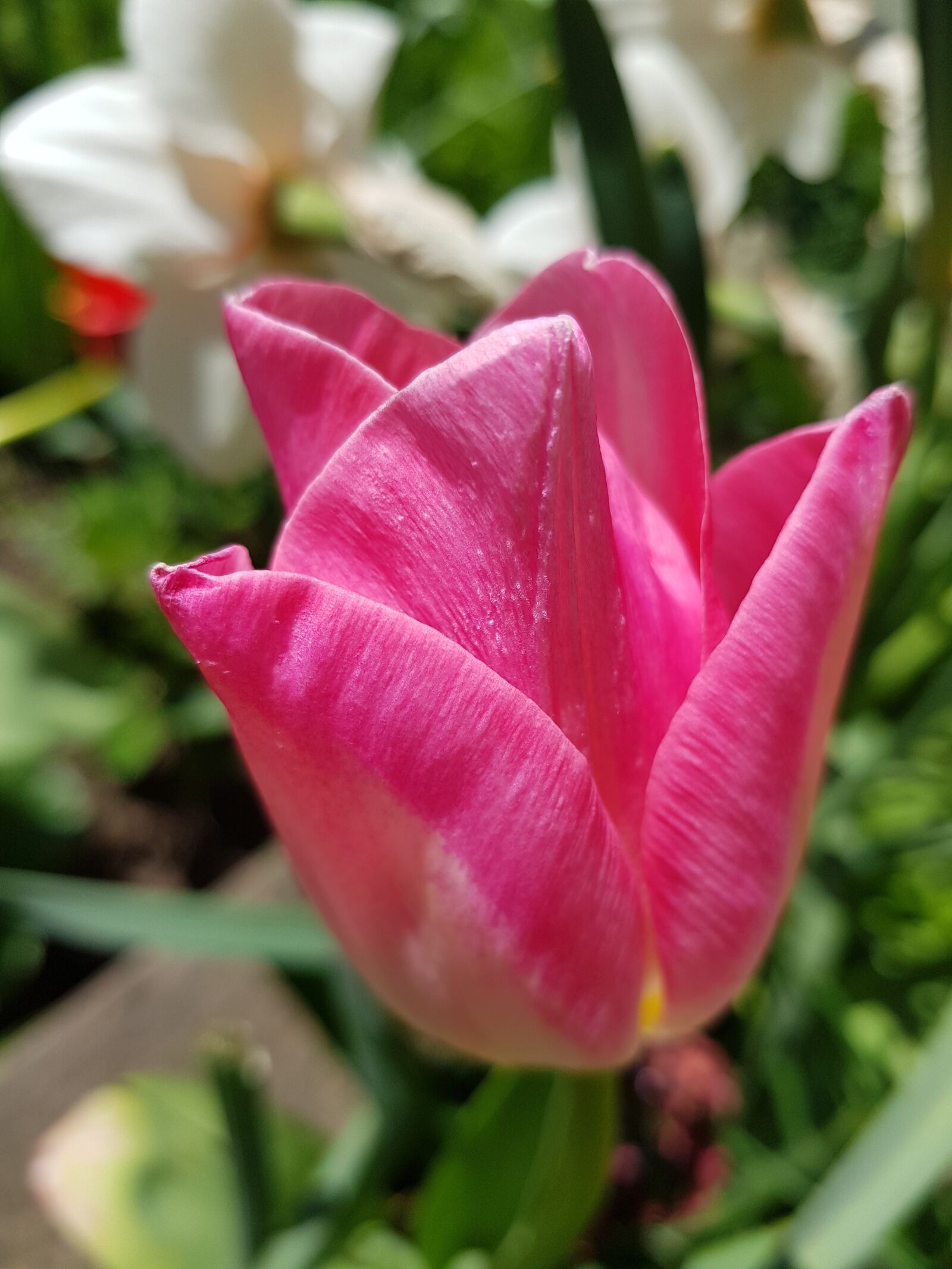 Samsung Galaxy S8+ sample photo. Flower, nature, tulip photography