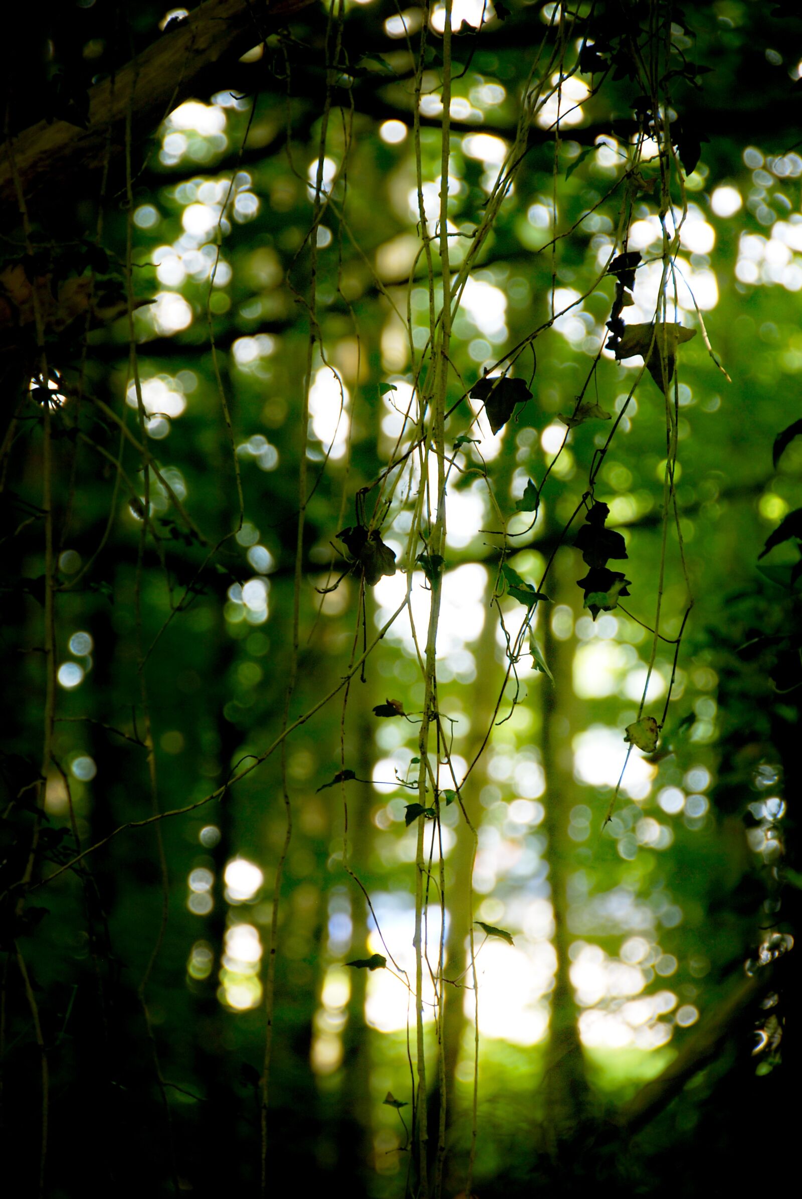 Nikon D80 sample photo. Forest, nature, leaves photography