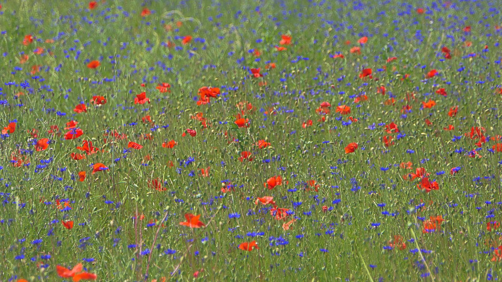 Panasonic Lumix DMC-FZ2500 (Lumix DMC-FZ2000) sample photo. Pre, prairie, blueberries photography