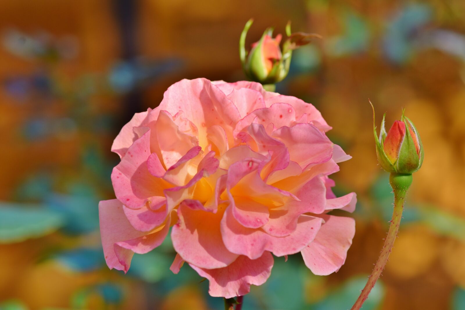 Nikon D7200 sample photo. Rose, rose bloom, floribunda photography