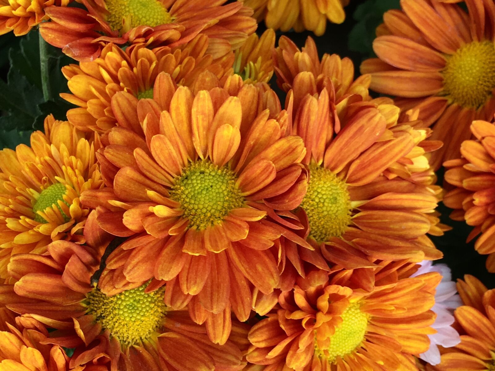 Apple iPhone 6s Plus sample photo. Petals orange, flowers oranges photography
