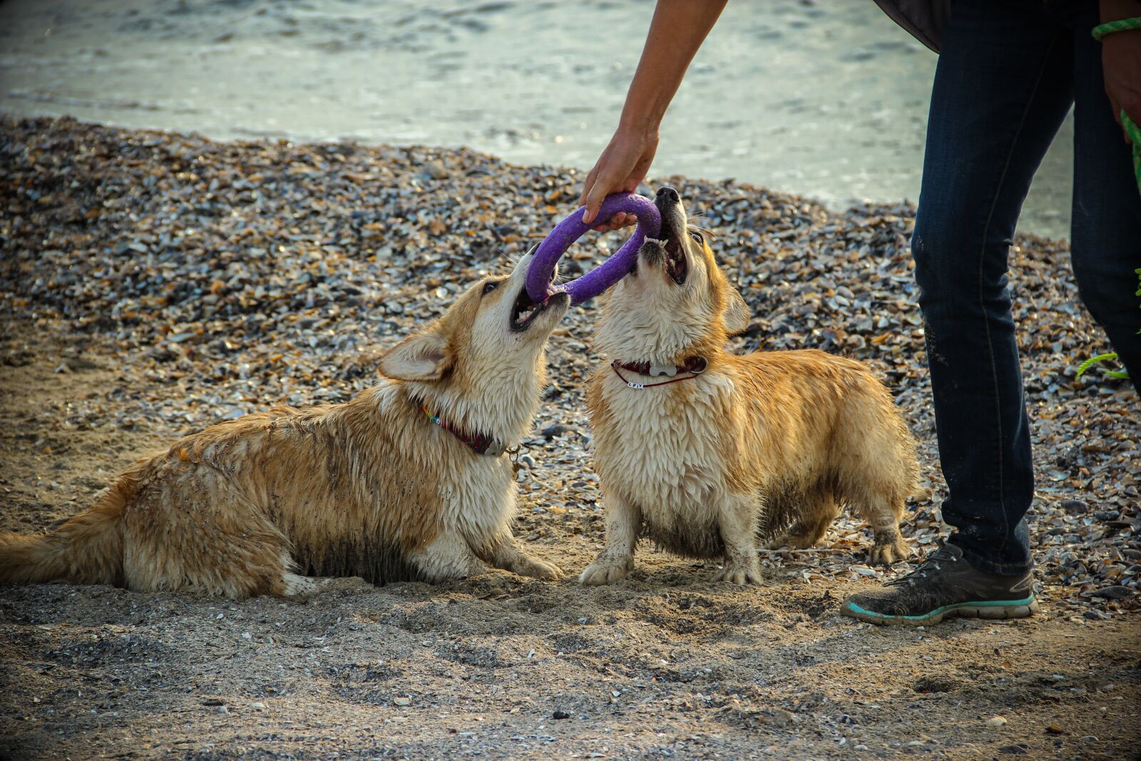 Canon EOS 550D (EOS Rebel T2i / EOS Kiss X4) sample photo. Dog, corgi, shepherd photography