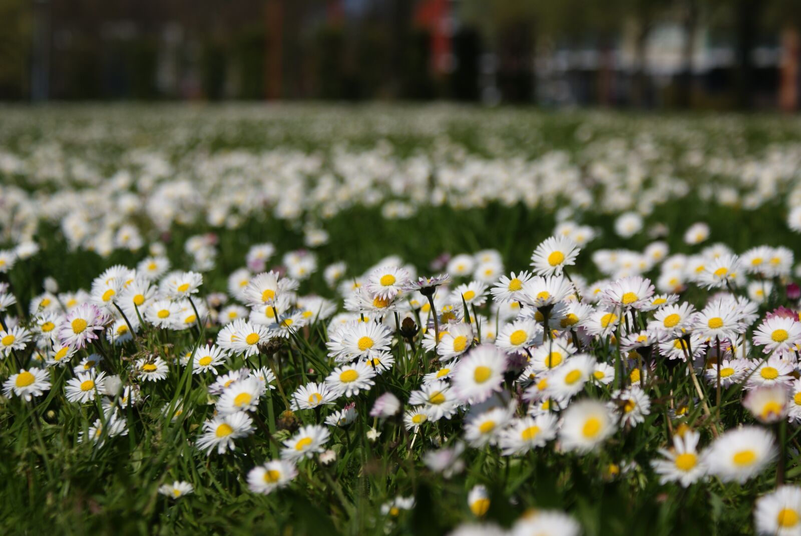 Sony Alpha DSLR-A200 sample photo. Flowers, grass, daisy photography