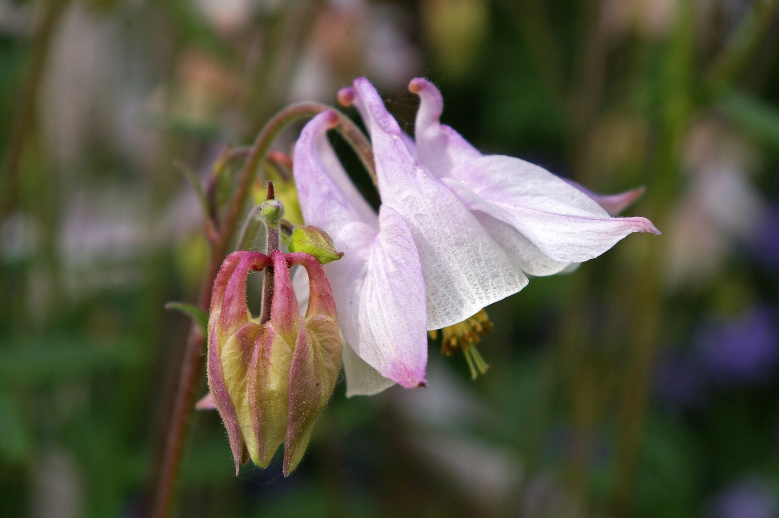 Pentax *ist DL2 sample photo. Columbine, flower, blossom photography