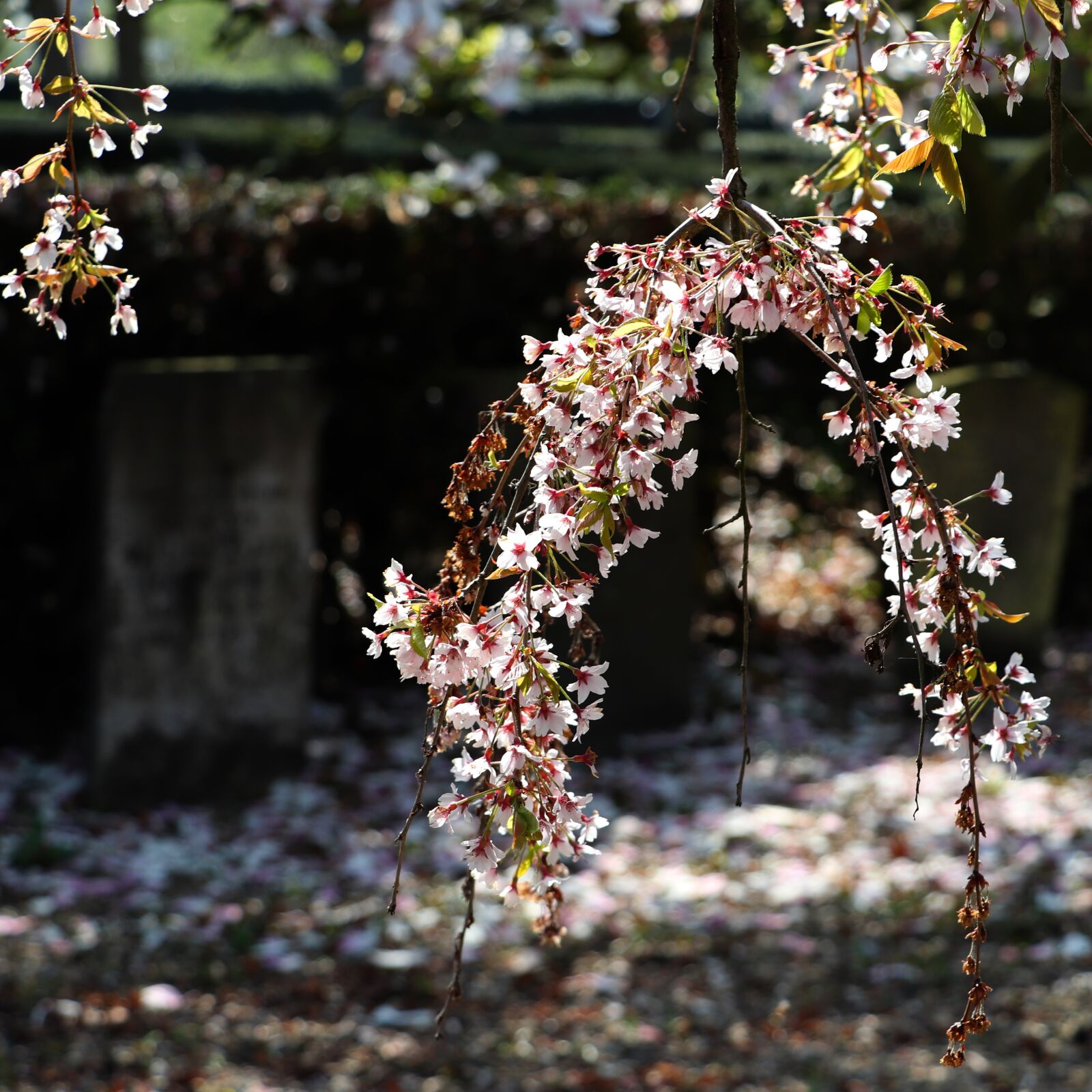 Canon EOS 77D (EOS 9000D / EOS 770D) sample photo. Cemetery, grave, flowers photography