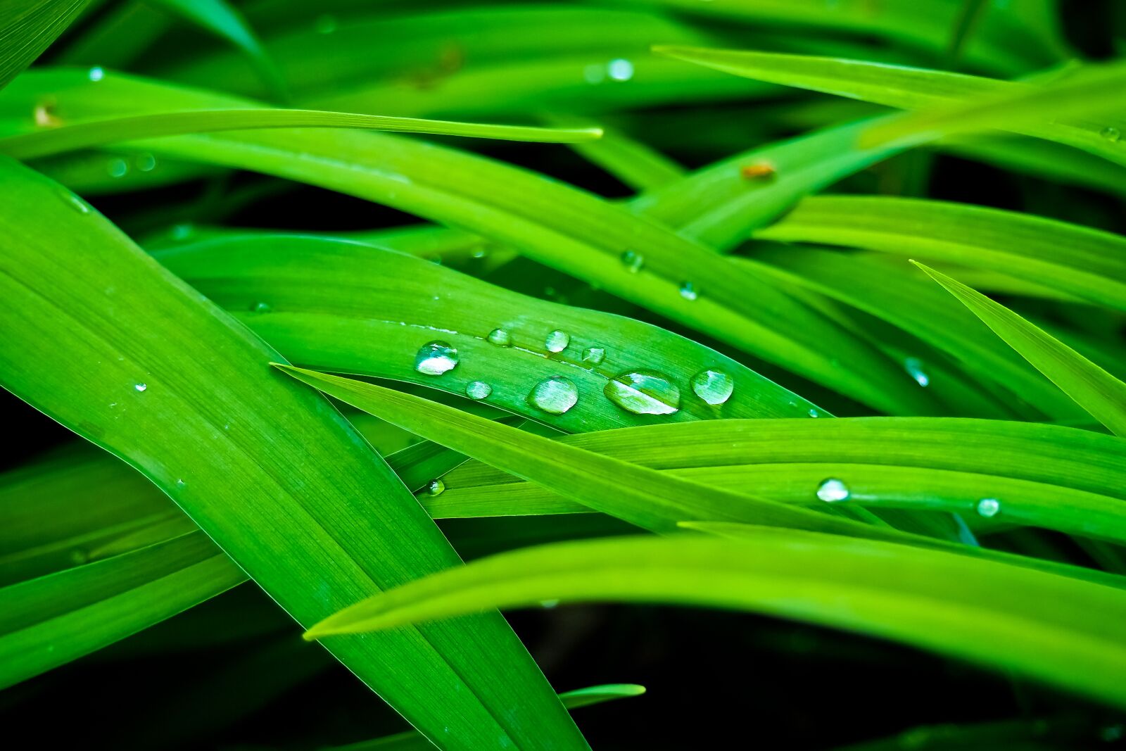 Olympus OM-D E-M10 sample photo. Reed, bank, nature photography