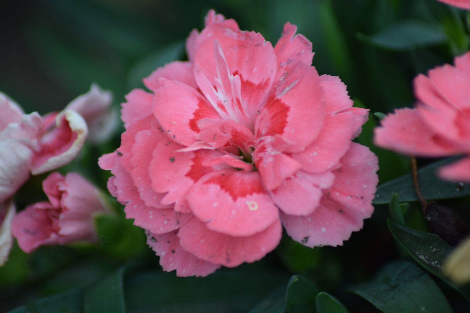 Nikon D3300 sample photo. Love, pink, romance photography