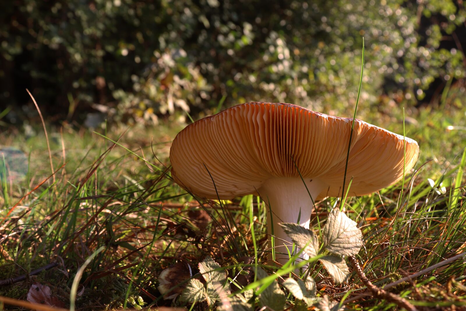 Canon EOS 800D (EOS Rebel T7i / EOS Kiss X9i) sample photo. Mushroom, forest, autumn photography