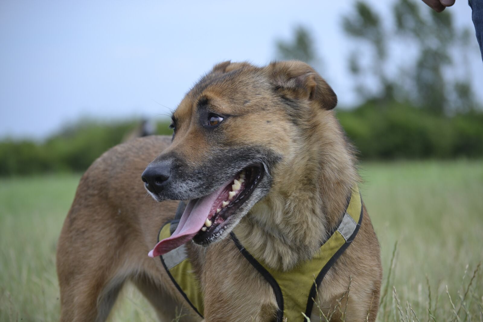 Nikon D3100 sample photo. Dog, happy dog, animal photography