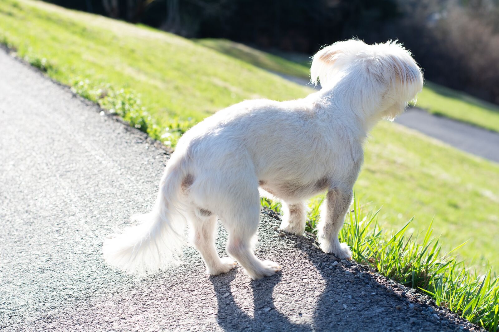 Nikon D7100 sample photo. Dog, white dog, small photography