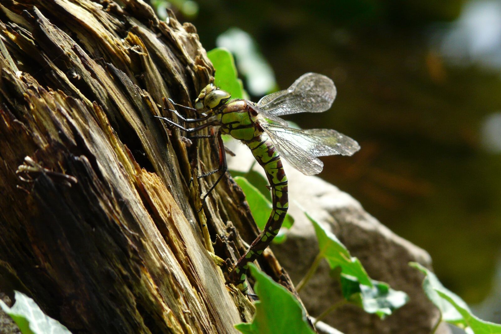 Panasonic DMC-FZ18 sample photo. Dragonfly, nature, insect photography