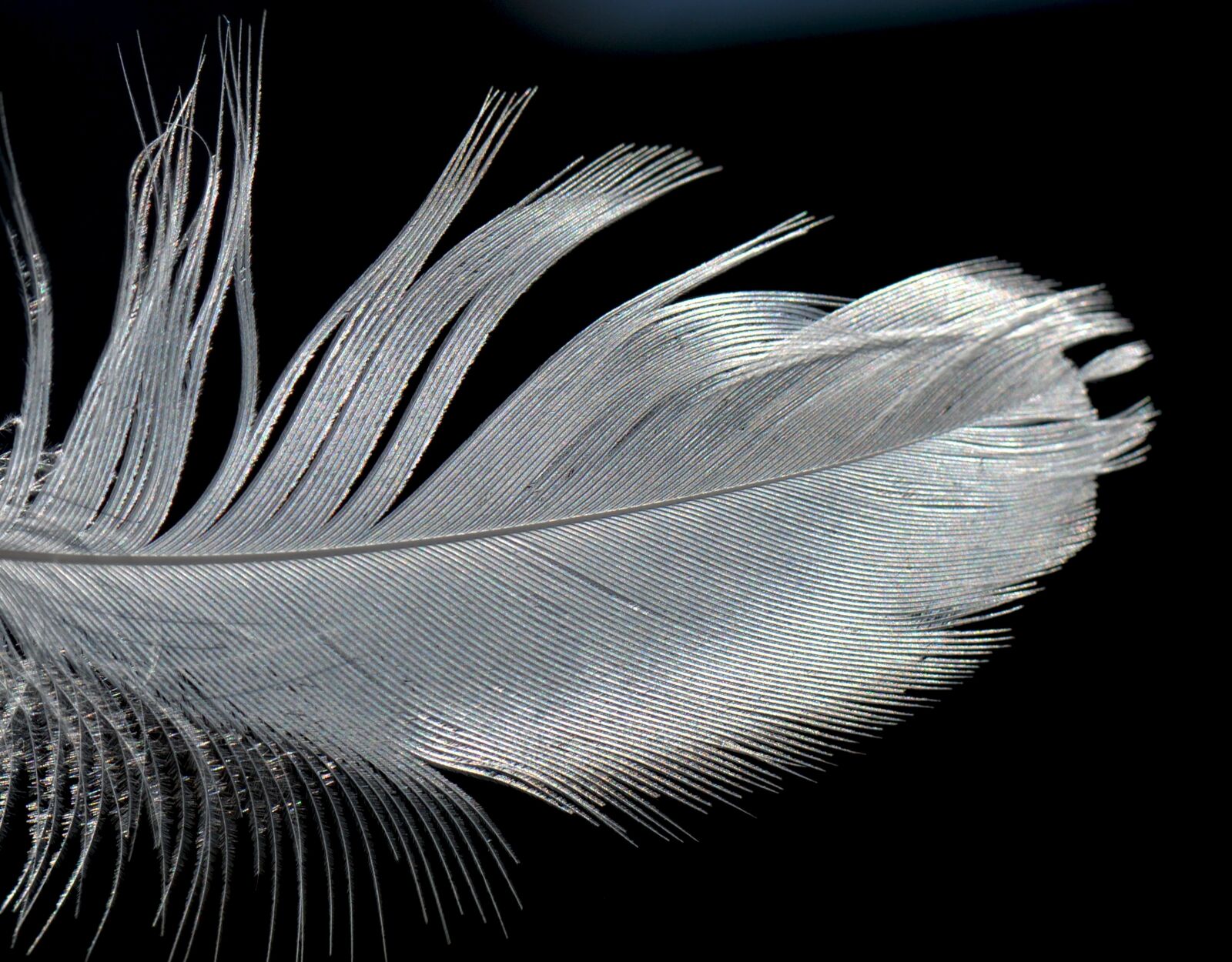 Nikon D300S sample photo. Feather, element, nature photography