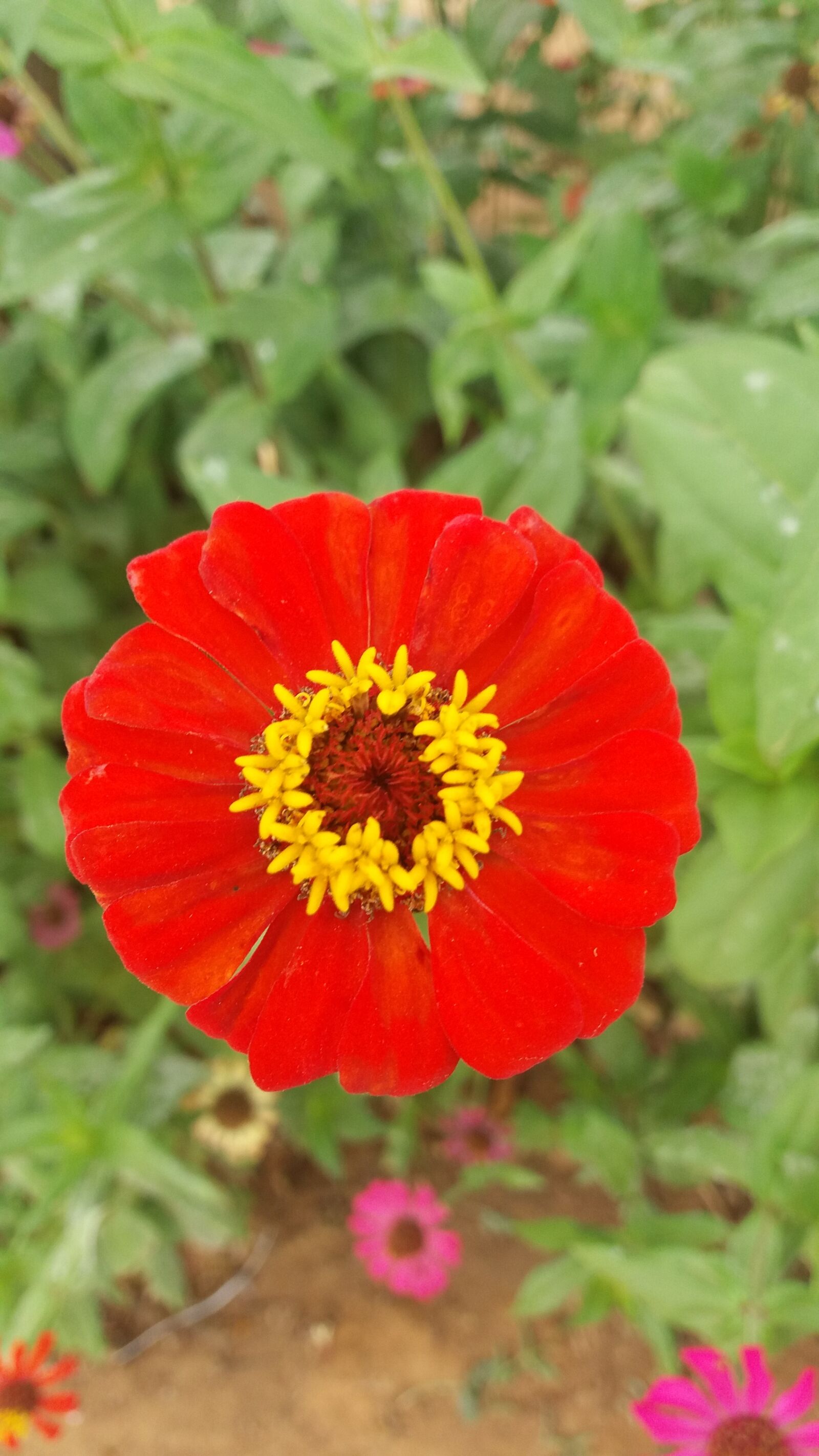 Samsung Galaxy J5 sample photo. Flowers, red, beautiful photography