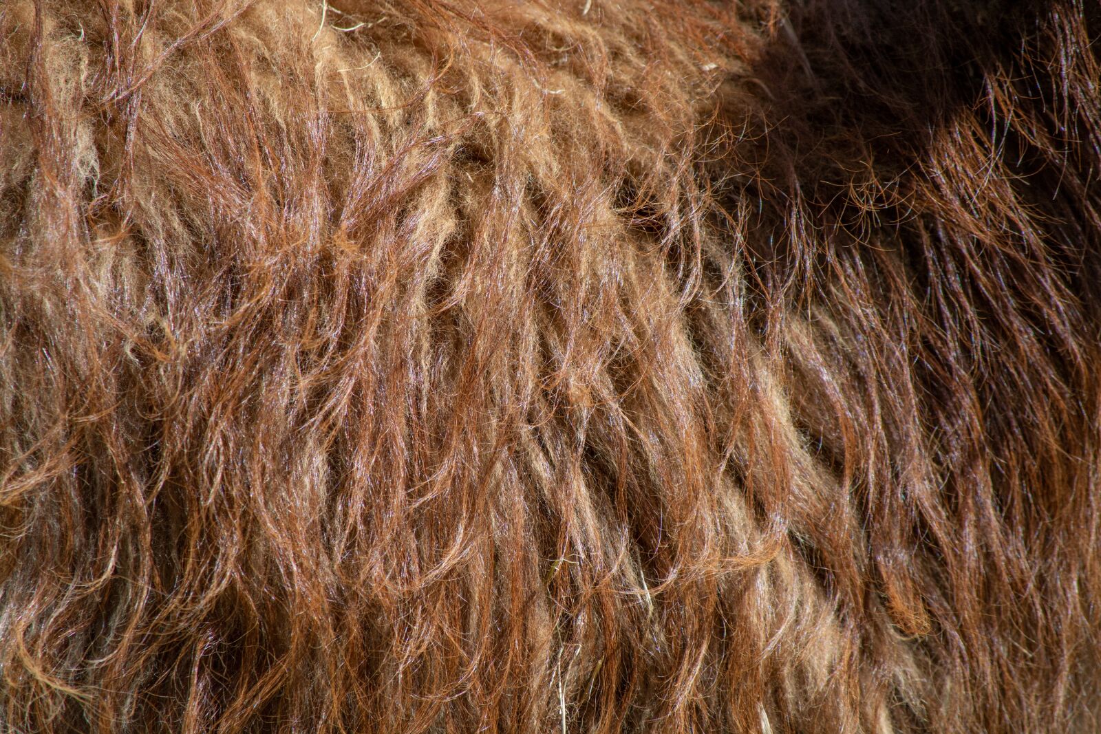 Nikon D7100 sample photo. Fur, brown, lama photography
