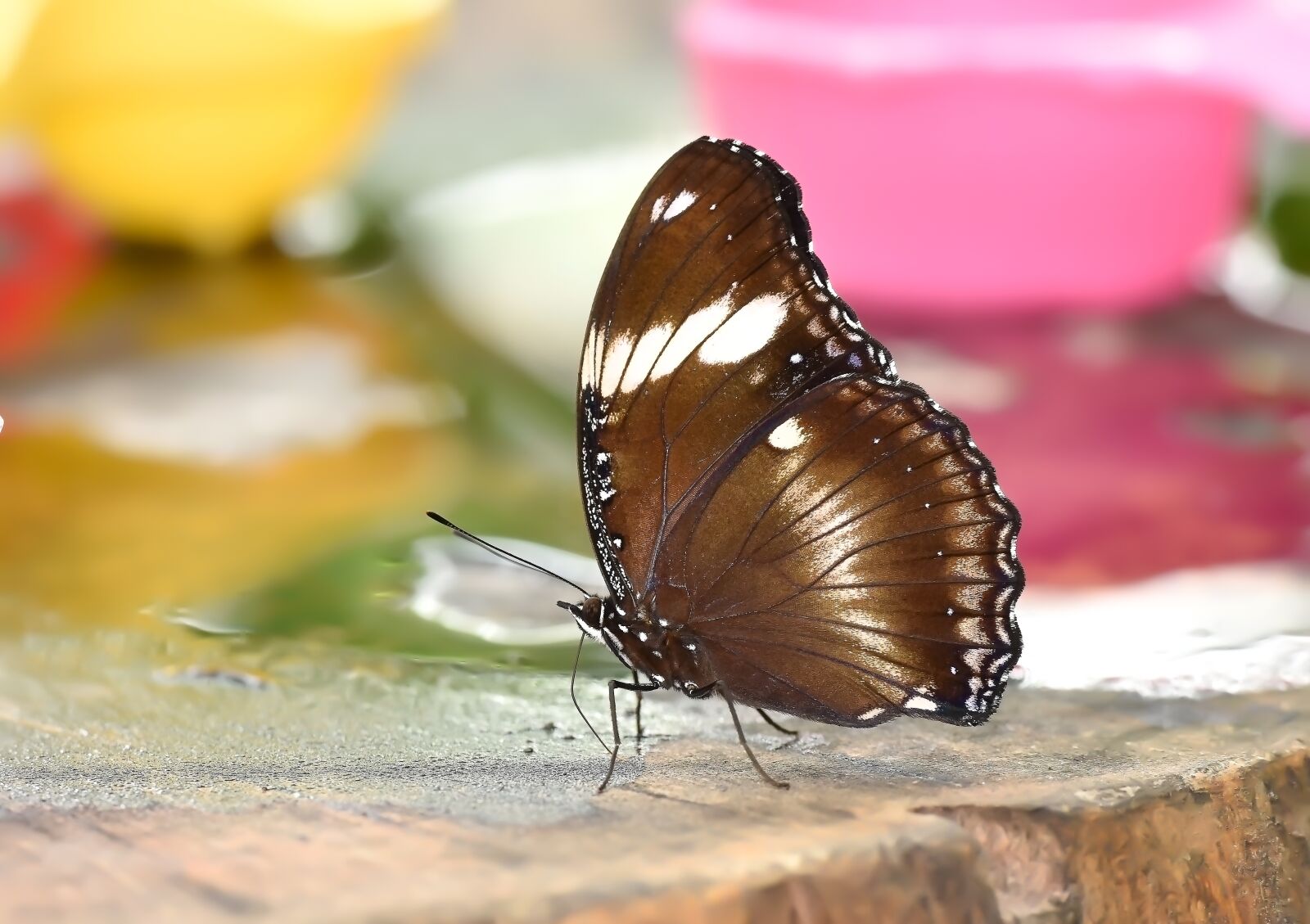 Nikon D810 sample photo. Butterfly, kelebek, doğa photography