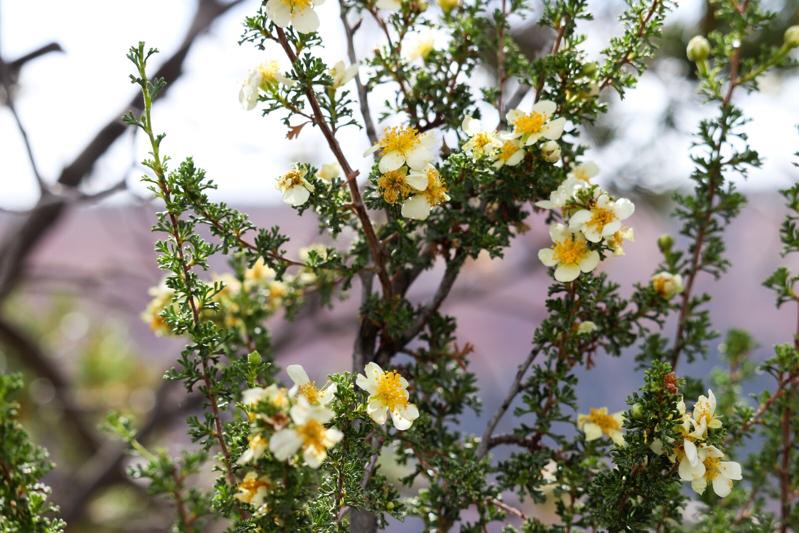 Canon EF-S 55-250mm F4-5.6 IS STM sample photo. Flowers, tree, spring photography
