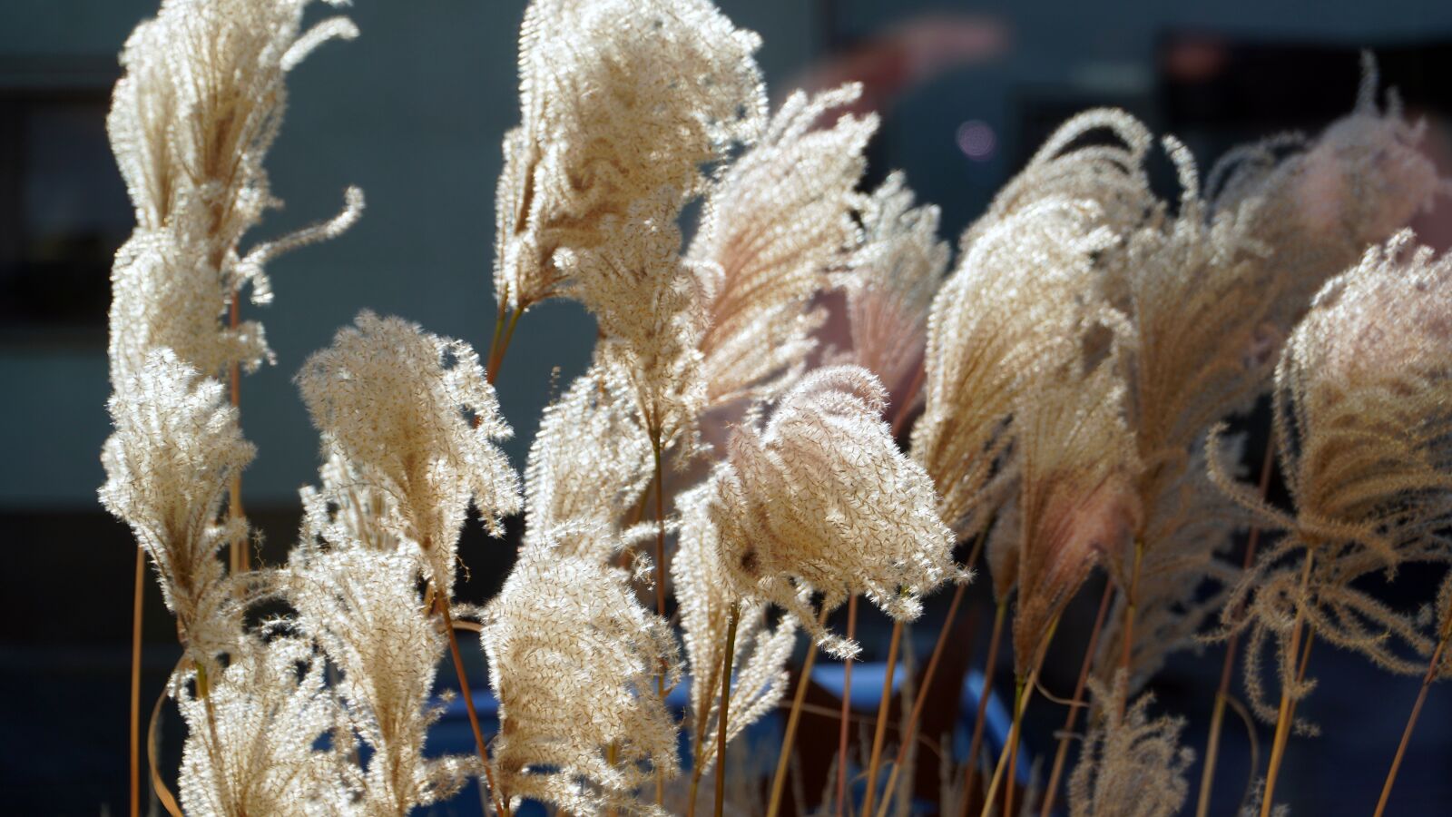 Sony E PZ 18-105mm F4 G OSS sample photo. Grass, withered, dry photography