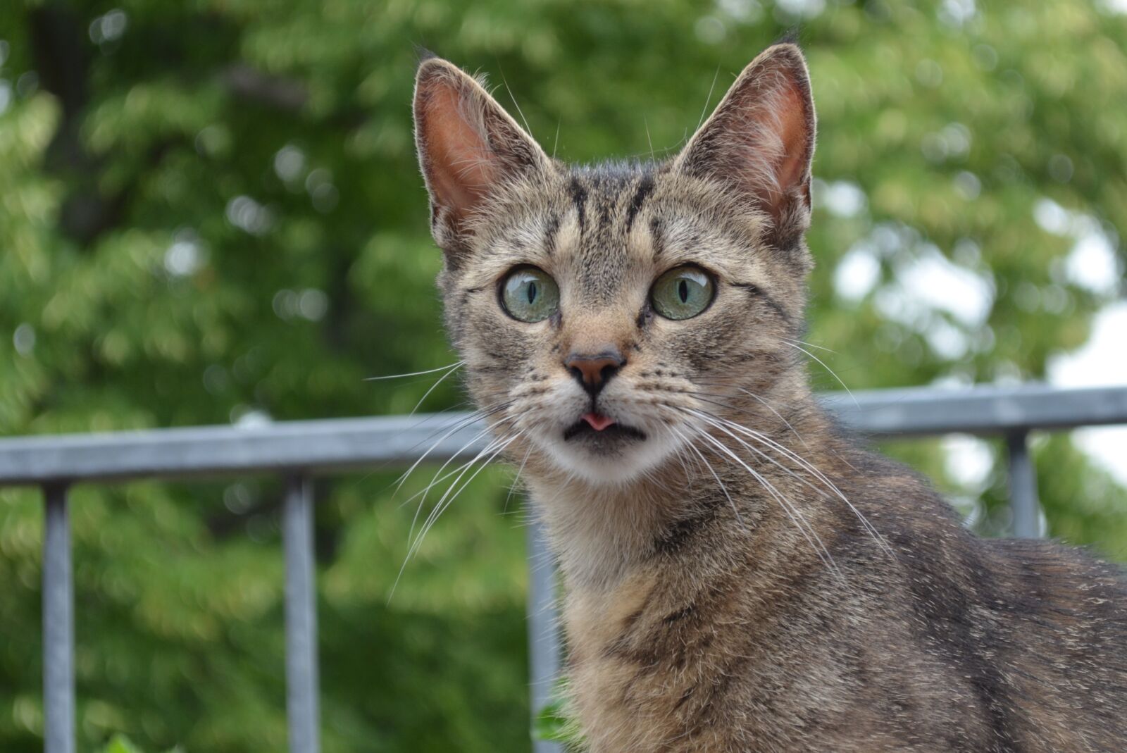 Nikon D5100 sample photo. Cat baby, cat, kitten photography