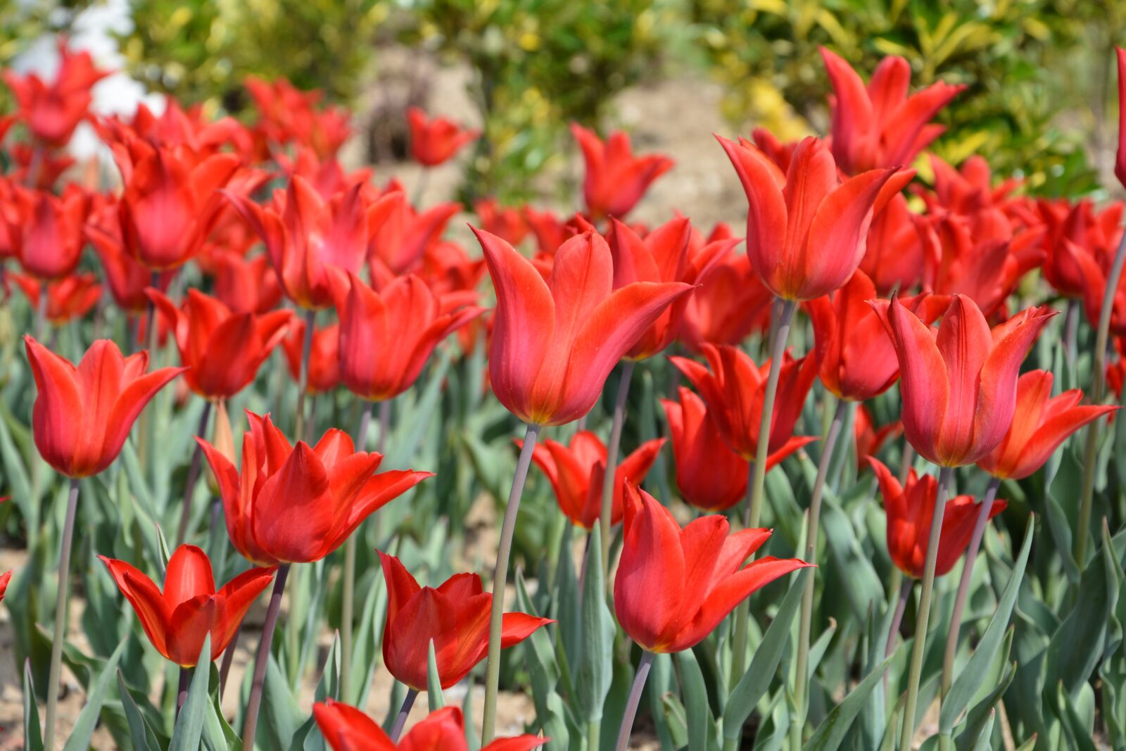 Nikon D7100 sample photo. Tulips, flower, nature photography