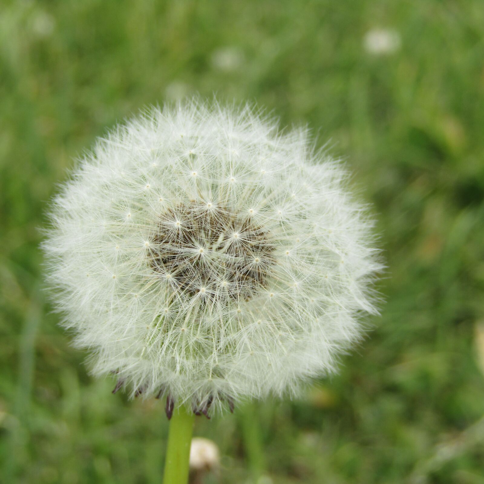 Canon POWERSHOT SX430 IS sample photo. Dandelion, flower, summer photography