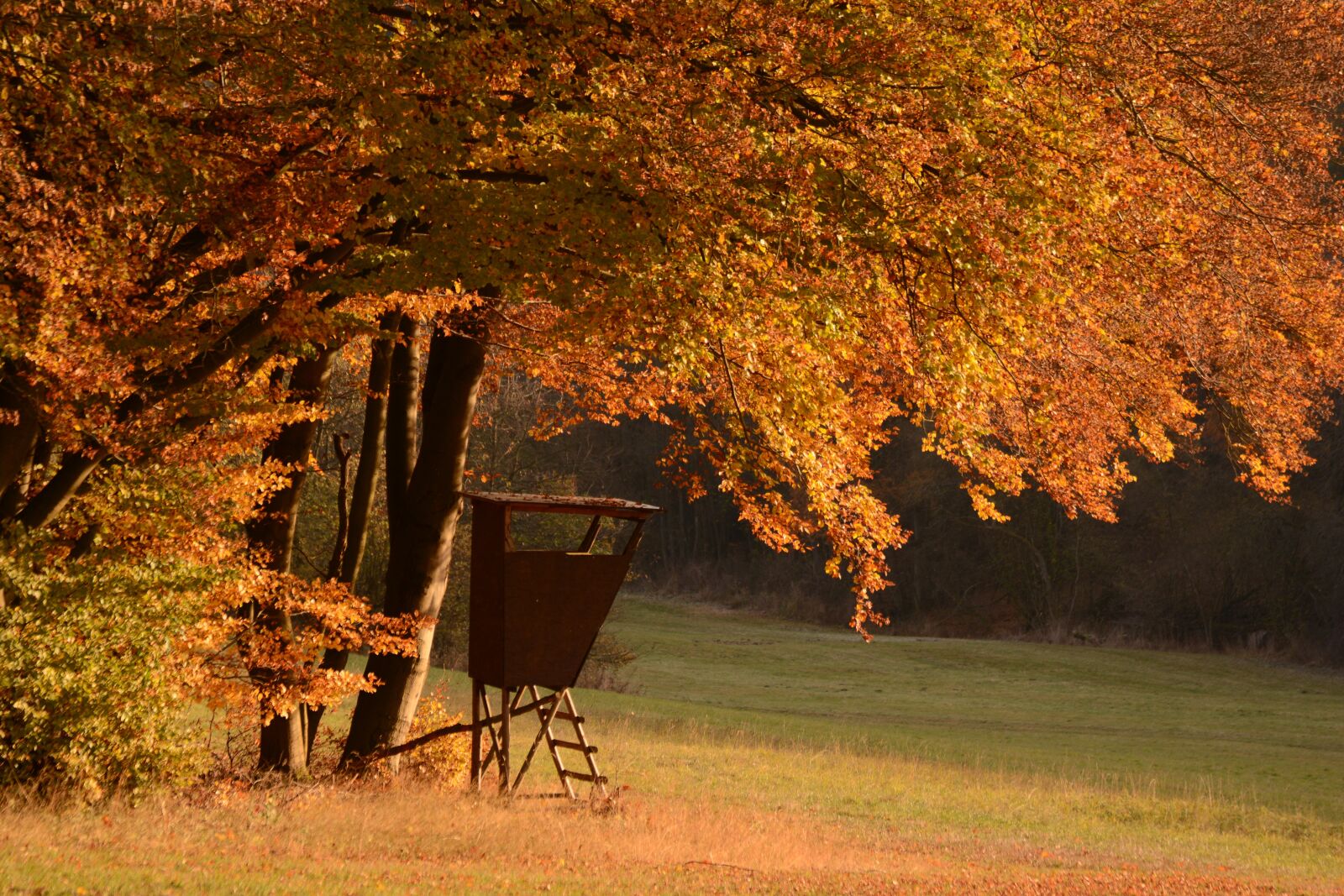 Nikon D5200 sample photo. Autumn forest, perch, fall photography