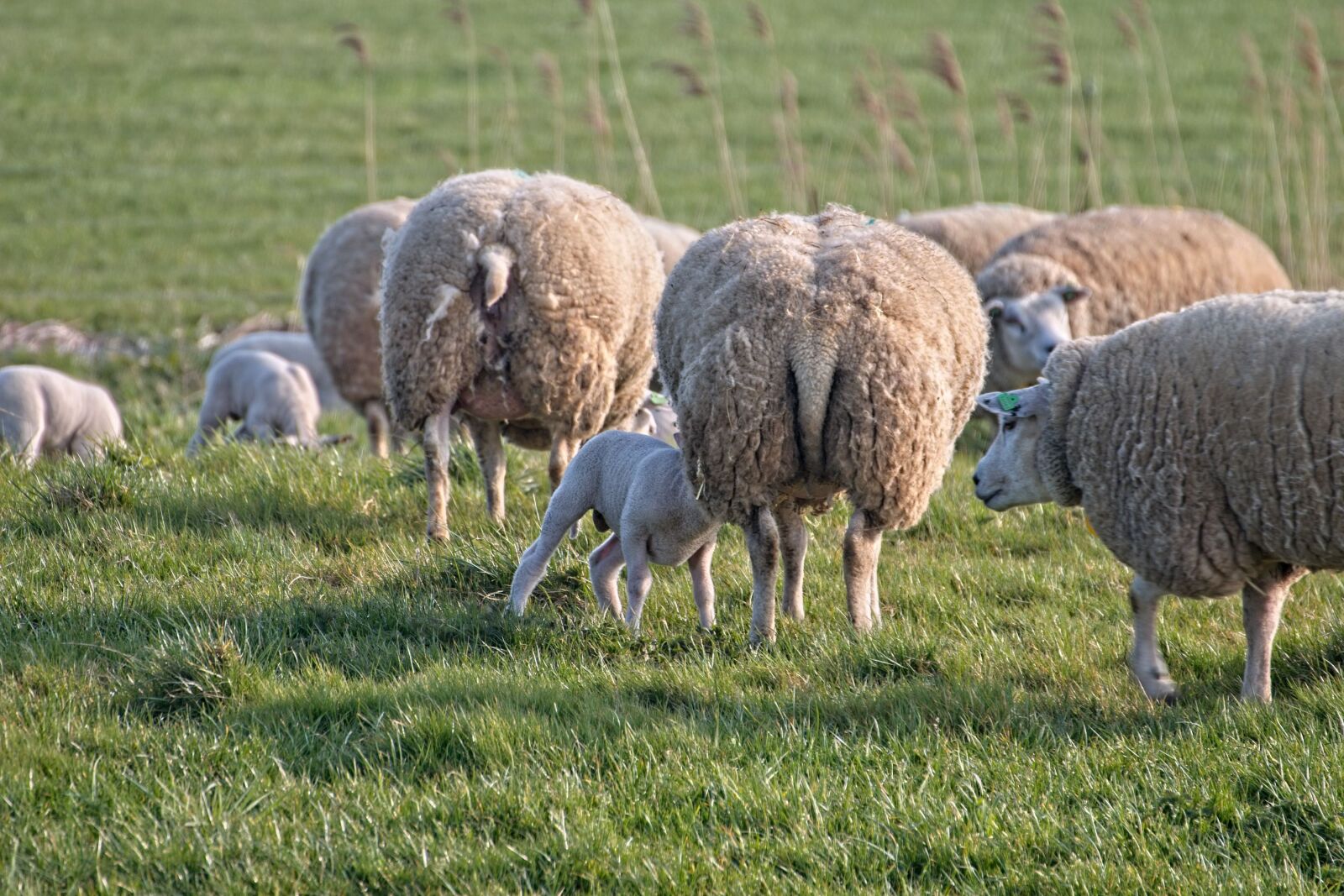 Canon EOS 70D sample photo. Sheep, lamb, lambs photography
