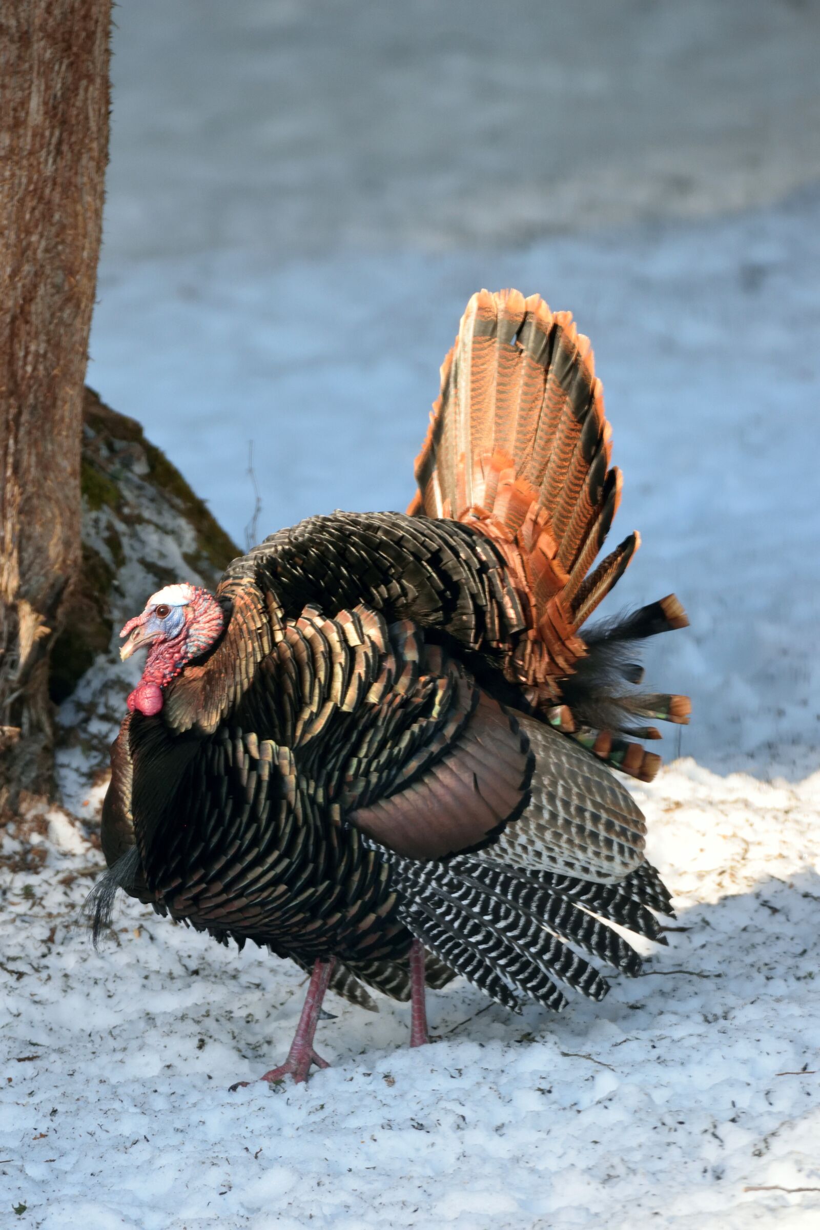 Nikon D5300 sample photo. Bird, wild, turkey photography