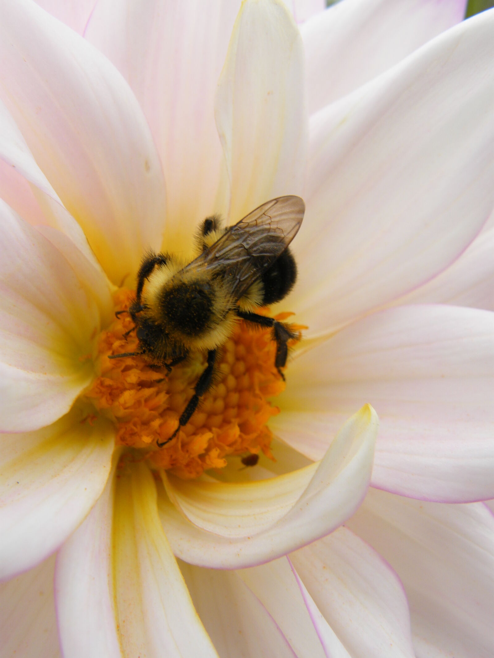 Fujifilm FinePix S8000fd sample photo. Bee, bumblebee, closeup, flower photography