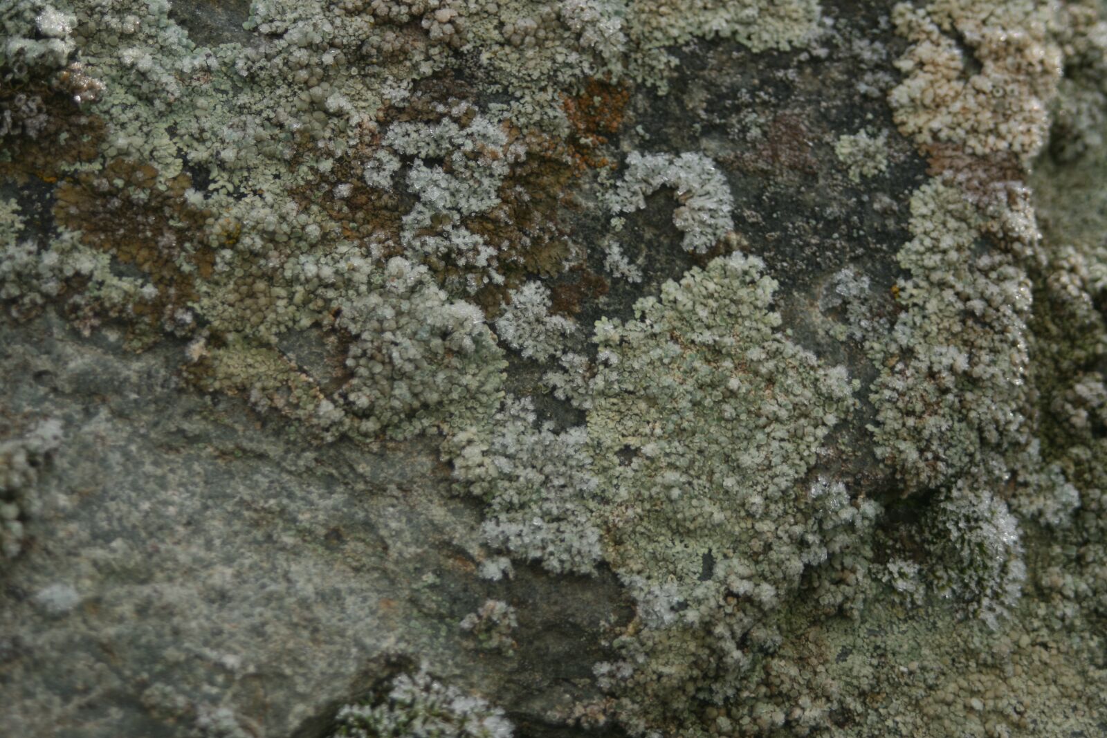 Canon EOS 400D (EOS Digital Rebel XTi / EOS Kiss Digital X) sample photo. Texture, lichens, lichen photography