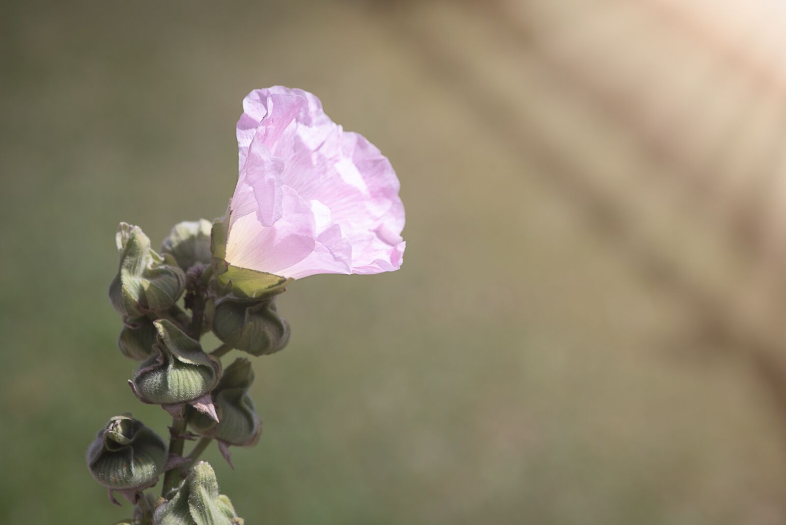 Nikon D750 sample photo. Flower, pink, blossom photography